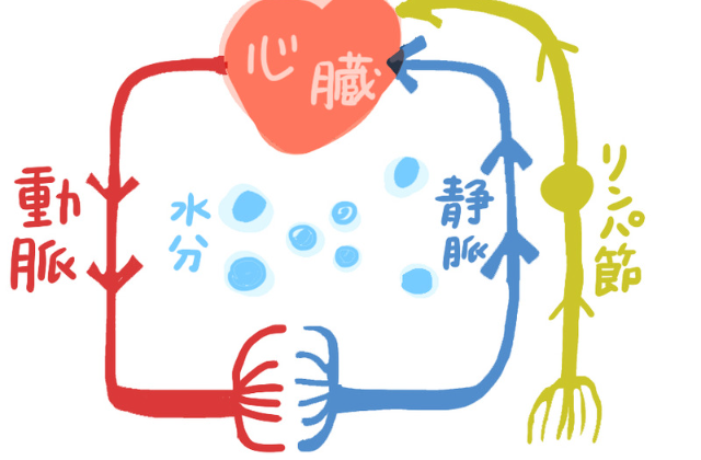 血液・リンパ循環の図