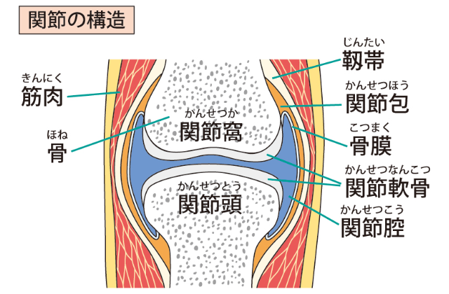 関節の構成