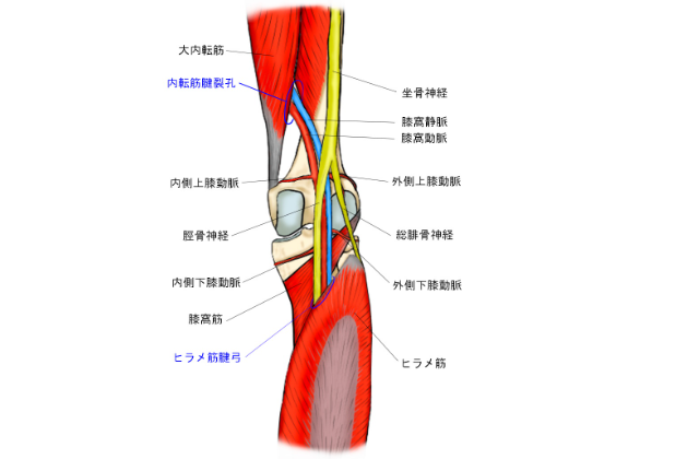 膝関節の周りの組織