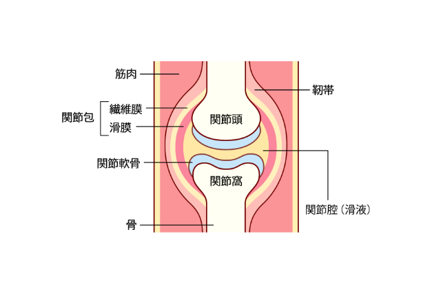 関節軟骨の構造