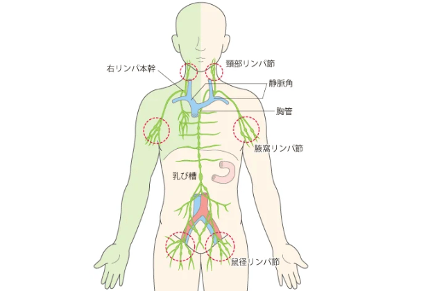 リンパの流れのず