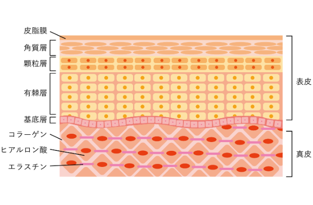 肌の構造