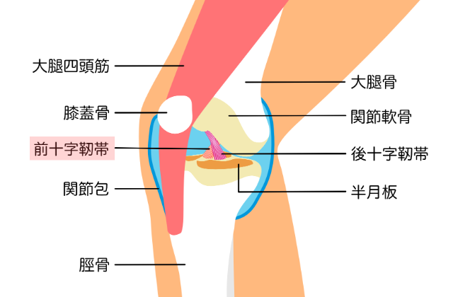 膝周囲の解剖図