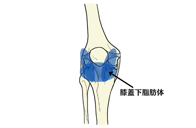 膝蓋下脂肪体